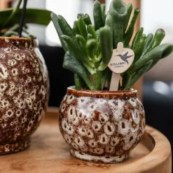 LA GREEN TOUCH - Coffret untamed nature : orchidée phalaenopsis et plantes succulentes