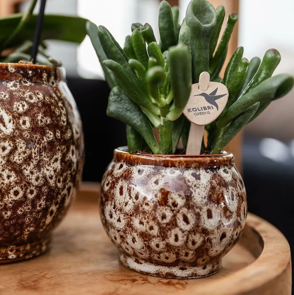 LA GREEN TOUCH - Coffret untamed nature : orchidée phalaenopsis et plantes succulentes