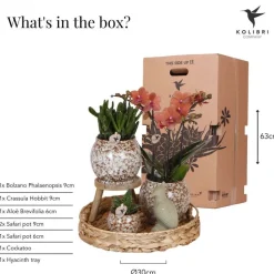 LA GREEN TOUCH - Coffret untamed nature : orchidée phalaenopsis et plantes succulentes