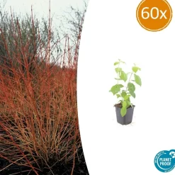 LA GREEN TOUCH - Cornouiller sanguin 'midwinter fire' x60 – entre 3,75 et 5m2