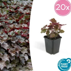 LA GREEN TOUCH - Cornouiller sanguin 'midwinter fire' x60 – entre 3,75 et 5m2
