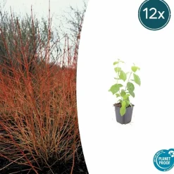 LA GREEN TOUCH - Cornouiller sanguin 'midwinter fire' x60 – entre 3,75 et 5m2