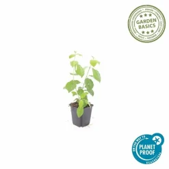 LA GREEN TOUCH - Cornouiller sanguin 'midwinter fire' x12 – entre 0,75 et 1m2