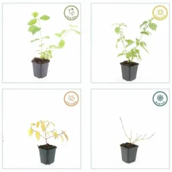 LA GREEN TOUCH - Cornouiller sanguin 'anny's winter orange' x20 – entre 1,25 et 1,67m2