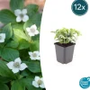 LA GREEN TOUCH - Cornouiller du canada x12 – entre 0,75 et 1m2