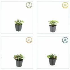 LA GREEN TOUCH - Cornouiller du canada x12 – entre 0,75 et 1m2