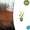 LA GREEN TOUCH - Cornouiller sanguin 'midwinter fire' x6 – entre 0,38 et 0,5m2