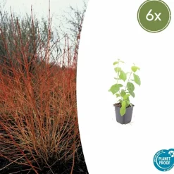 LA GREEN TOUCH - Cornouiller sanguin 'midwinter fire' x6 – entre 0,38 et 0,5m2