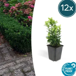 LA GREEN TOUCH - Cornouiller sanguin 'midwinter fire' x6 – entre 0,38 et 0,5m2