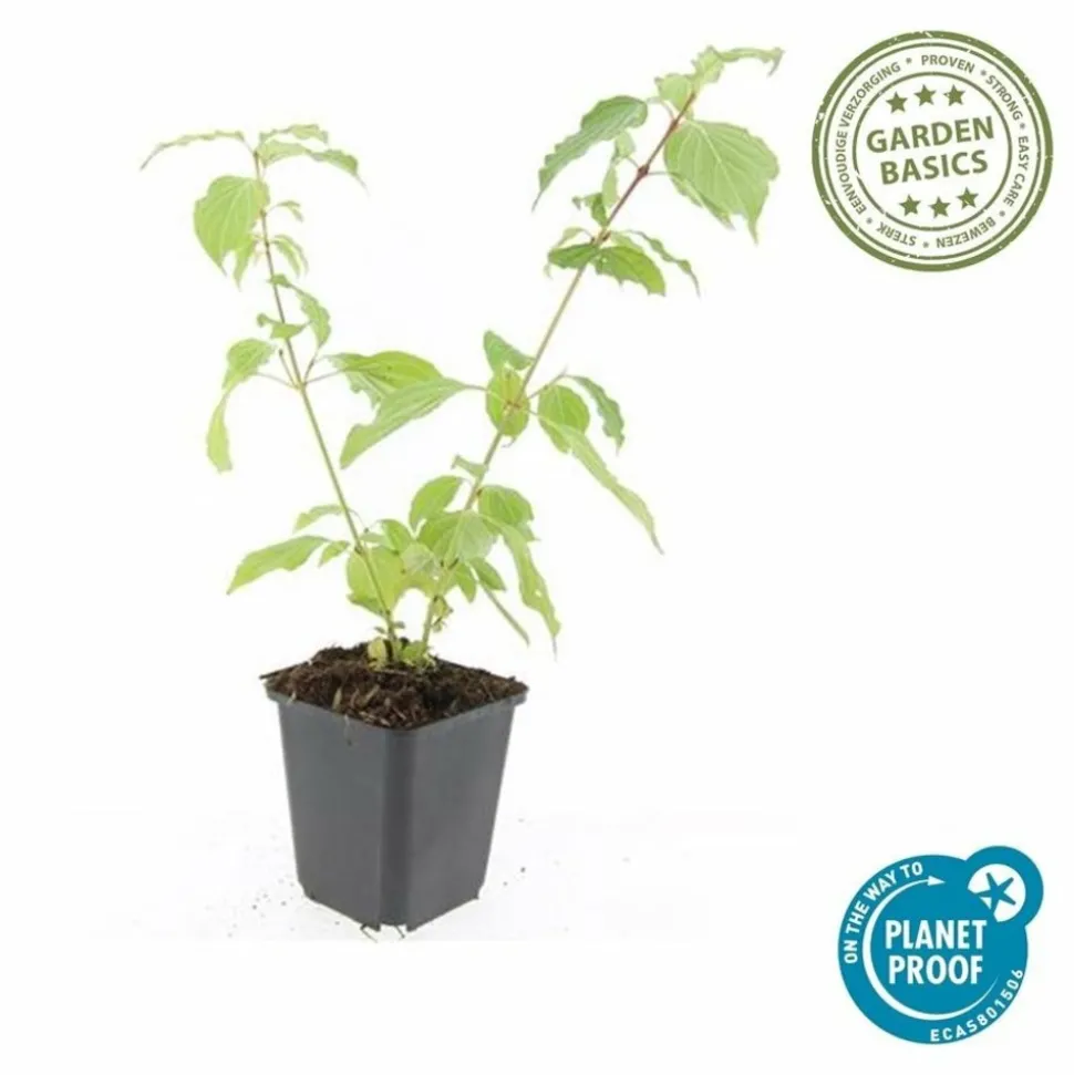 LA GREEN TOUCH - Cornouiller sanguin 'anny's winter orange' x6 – entre 0,38 et 0,5m2