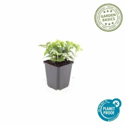 LA GREEN TOUCH - Cornouiller du canada x40 – entre 2,5 et 3,33m2