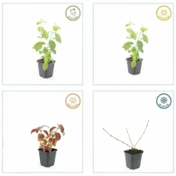 LA GREEN TOUCH - Cornouiller sanguin 'midwinter fire' x20 – entre 1,25 et 1,67m2