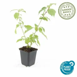 LA GREEN TOUCH - Cornouiller sanguin 'anny's winter orange' x40 – entre 2,5 et 3,33m2