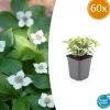 LA GREEN TOUCH - Cornouiller du canada x60 – entre 3,75 et 5m2