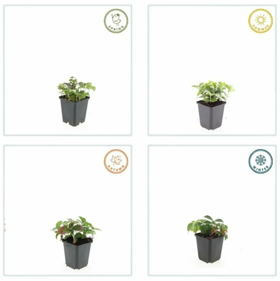 LA GREEN TOUCH - Cornouiller du canada x60 – entre 3,75 et 5m2