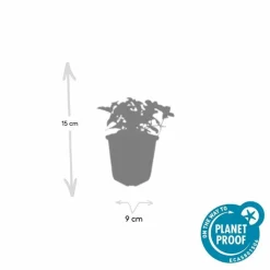 LA GREEN TOUCH - Cornouiller du canada x60 – entre 3,75 et 5m2