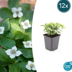 LA GREEN TOUCH - Cornouiller du canada x60 – entre 3,75 et 5m2