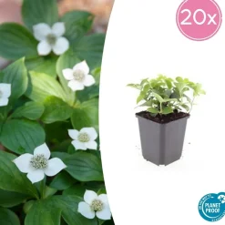 LA GREEN TOUCH - Cornouiller du canada x60 – entre 3,75 et 5m2