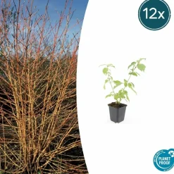 LA GREEN TOUCH - Cornouiller sanguin 'anny's winter orange' x12 – entre 0,75 et 1m2