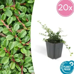 LA GREEN TOUCH - Cotonéaster de dammer 'streib's findling' x6 – entre 0,38 et 0,5m2
