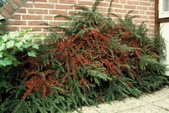 LA GREEN TOUCH - Cotonéaster horizontal x20 – entre 1,25 et 1,67m2