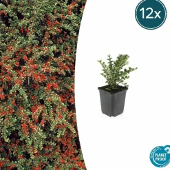 LA GREEN TOUCH - Cotonéaster horizontal x20 – entre 1,25 et 1,67m2