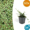 LA GREEN TOUCH - Cotonéaster rampant 'queen of carpets' x60 – entre 3,75 et 5m2