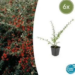 LA GREEN TOUCH - Cotonéaster de dammer 'coral beauty' x6 – entre 0,38 et 0,5m2