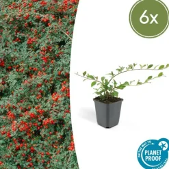 LA GREEN TOUCH - Cotonéaster de dammer x6 – entre 0,38 et 0,5m2