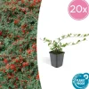 LA GREEN TOUCH - Cotonéaster de dammer 'major' x20 – entre 1,25 et 1,67m2