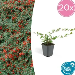 LA GREEN TOUCH - Cotonéaster de dammer 'major' x20 – entre 1,25 et 1,67m2