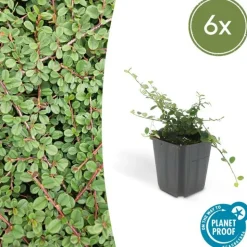 LA GREEN TOUCH - Cotonéaster rampant 'queen of carpets' x6 – entre 0,38 et 0,5m2