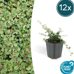 LA GREEN TOUCH - Cotonéaster rampant 'queen of carpets' x6 – entre 0,38 et 0,5m2