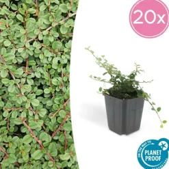 LA GREEN TOUCH - Cotonéaster rampant 'queen of carpets' x40 – entre 2,5 et 3,33m2