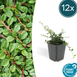 LA GREEN TOUCH - Cotonéaster de dammer 'streib's findling' x20 – entre 1,25 et 1,67m2