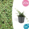 LA GREEN TOUCH - Cotonéaster rampant 'queen of carpets' x20 – entre 1,25 et 1,67m2
