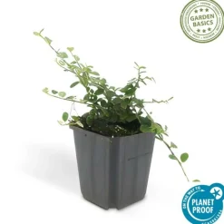 LA GREEN TOUCH - Cotonéaster rampant 'queen of carpets' x20 – entre 1,25 et 1,67m2