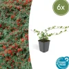 LA GREEN TOUCH - Cotonéaster de dammer 'major' x6 – entre 0,38 et 0,5m2