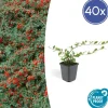 LA GREEN TOUCH - Cotonéaster de dammer 'major' x40 – entre 2,5 et 3,33m2