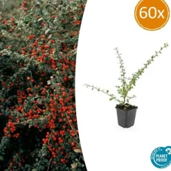 LA GREEN TOUCH - Cotonéaster de dammer 'coral beauty' x60 – entre 3,75 et 5m2