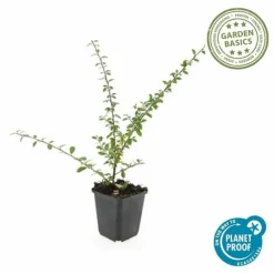 LA GREEN TOUCH - Cotonéaster de dammer 'coral beauty' x60 – entre 3,75 et 5m2