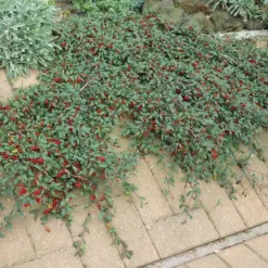 LA GREEN TOUCH - Cotonéaster de dammer x40 – entre 2,5 et 3,33m2