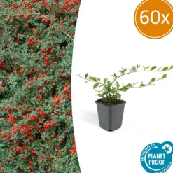 LA GREEN TOUCH - Cotonéaster de dammer 'major' x60 – entre 3,75 et 5m2