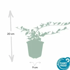 LA GREEN TOUCH - Cotonéaster de dammer 'major' x60 – entre 3,75 et 5m2
