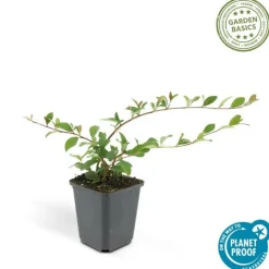 LA GREEN TOUCH - Cotonéaster de dammer 'major' x60 – entre 3,75 et 5m2