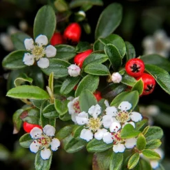 LA GREEN TOUCH - Cotonéaster de dammer 'major' x60 – entre 3,75 et 5m2