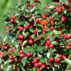 LA GREEN TOUCH - Cotonéaster de dammer 'major' x60 – entre 3,75 et 5m2