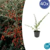 LA GREEN TOUCH - Cotonéaster de dammer 'coral beauty' x40 – entre 2,5 et 3,33m2