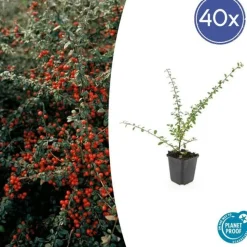 LA GREEN TOUCH - Cotonéaster de dammer 'coral beauty' x40 – entre 2,5 et 3,33m2