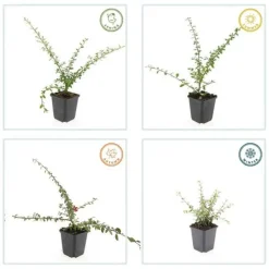 LA GREEN TOUCH - Cotonéaster de dammer 'coral beauty' x40 – entre 2,5 et 3,33m2